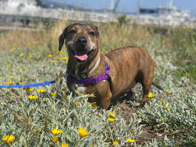 adoptable Dog in Alameda, CA named OLEATO