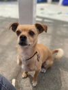 adoptable Dog in Alameda, CA named COOPER