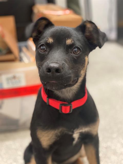 adoptable Dog in Alameda, CA named CASHEW