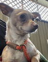 adoptable Dog in Alameda, CA named DUNN