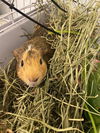 adoptable Guinea Pig in Alameda, CA named CLICK!