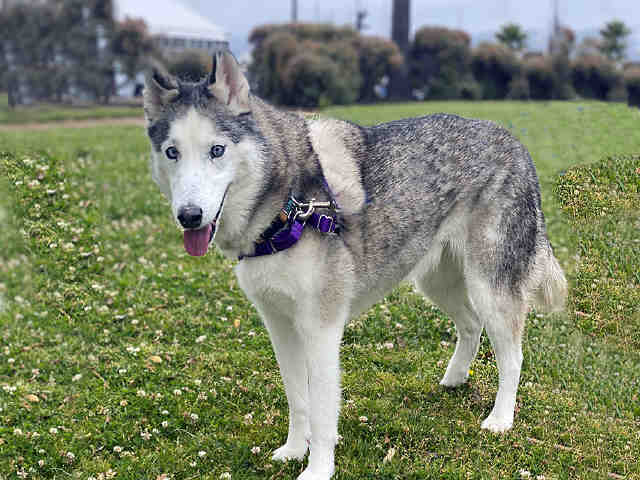 adoptable Dog in Alameda, CA named ARUBA