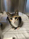 adoptable Cat in , CA named HESAT