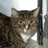 adoptable Cat in alameda, CA named DINO