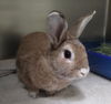 adoptable Rabbit in alameda, CA named HONEY