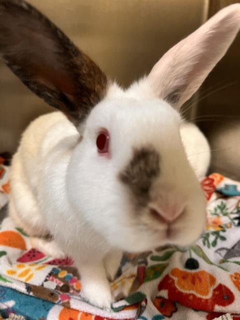 adoptable Rabbit in Alameda, CA named CITRON