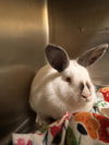 adoptable Rabbit in alameda, CA named TANGELO