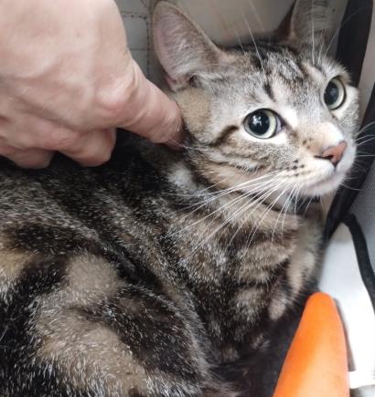 picture of the cat needing adoption