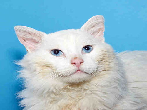 picture of the cat needing adoption