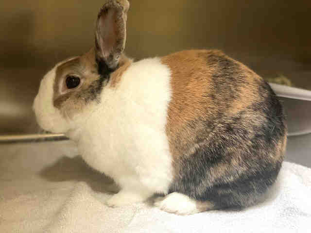 adoptable Rabbit in Alameda, CA named COOKIE