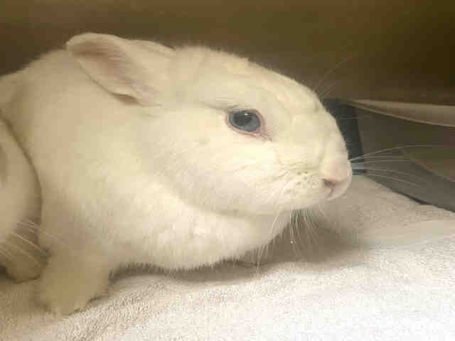 adoptable Rabbit in Alameda, CA named MARSHMALLOW