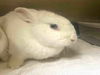 adoptable Rabbit in alameda, CA named MARSHMALLOW