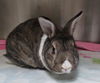 adoptable Rabbit in  named BENJAMIN