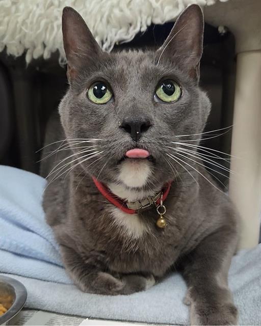 adoptable Cat in Alameda, CA named LOTTO