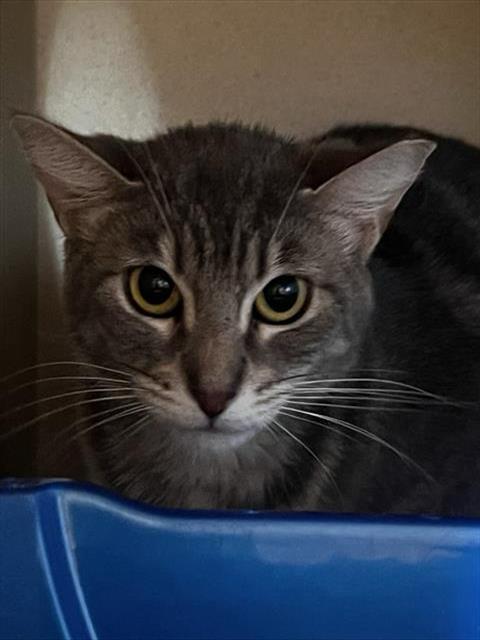 adoptable Cat in Alameda, CA named JULIET