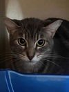 adoptable Cat in alameda, CA named JULIET