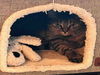 adoptable Cat in alameda, CA named FRIEDA