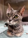 adoptable Cat in alameda, CA named ROMEO