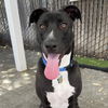 adoptable Dog in  named FAIRFAX