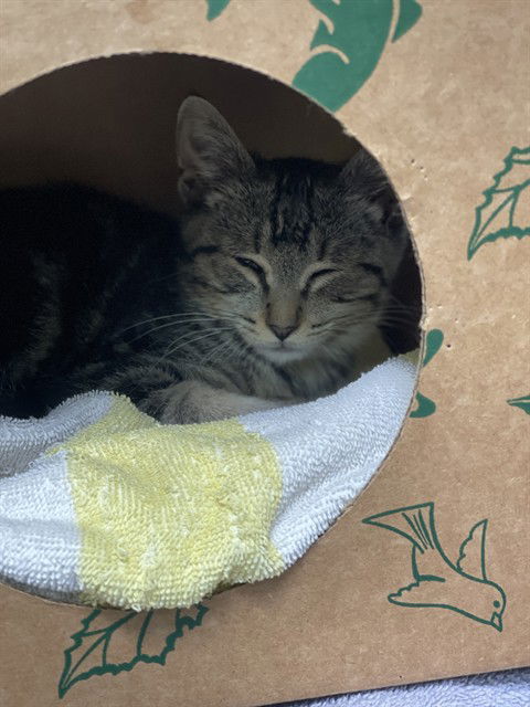 adoptable Cat in Alameda, CA named PHILO