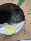 adoptable Cat in alameda, CA named PHILO