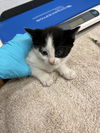 adoptable Cat in alameda, CA named WHEAT