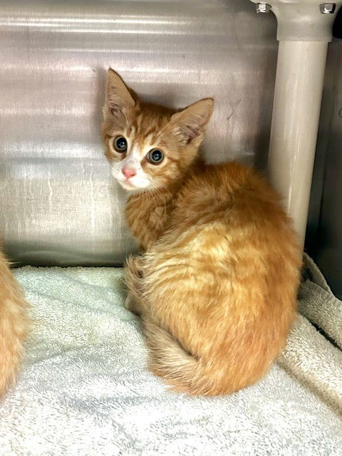 adoptable Cat in Alameda, CA named EWOK