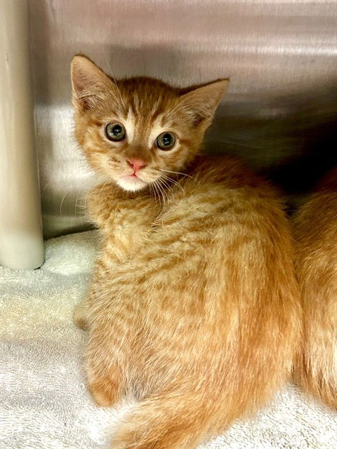 adoptable Cat in Alameda, CA named WOOKIEE