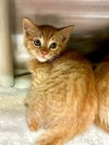 adoptable Cat in alameda, CA named WOOKIEE