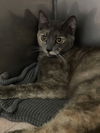 adoptable Cat in alameda, CA named SALSA