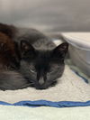 adoptable Cat in alameda, CA named SYLVIA