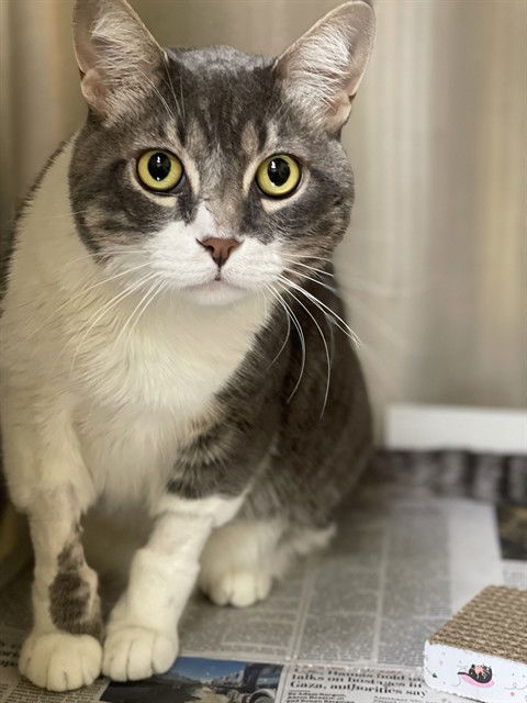 adoptable Cat in Alameda, CA named JERRY
