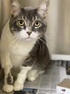 adoptable Cat in alameda, CA named JERRY