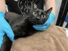 adoptable Cat in alameda, CA named PARIS