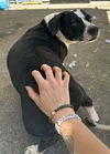 adoptable Dog in alameda, CA named TUX