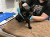 adoptable Cat in alameda, CA named LILLE
