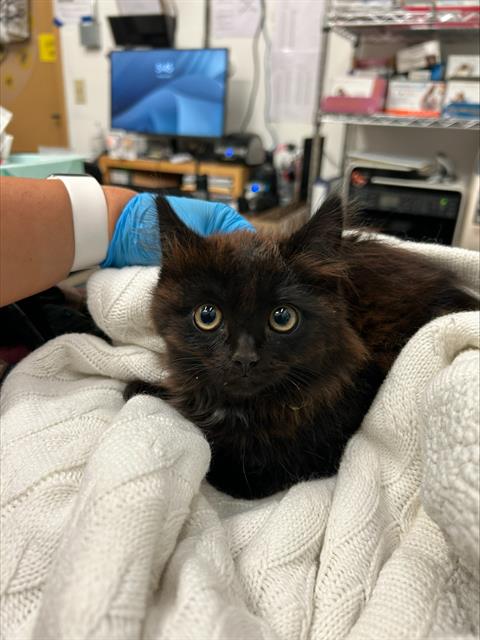 adoptable Cat in Alameda, CA named SIRIUS BLACK