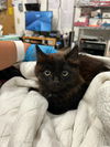 adoptable Cat in alameda, CA named SIRIUS BLACK