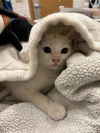 adoptable Cat in Alameda, CA named CAITLIN CLARK