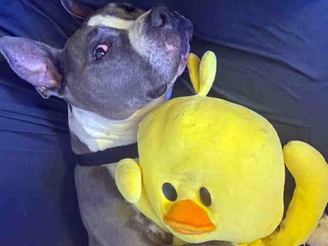 adoptable Dog in Alameda, CA named DUCKY