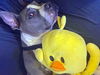 adoptable Dog in alameda, CA named DUCKY