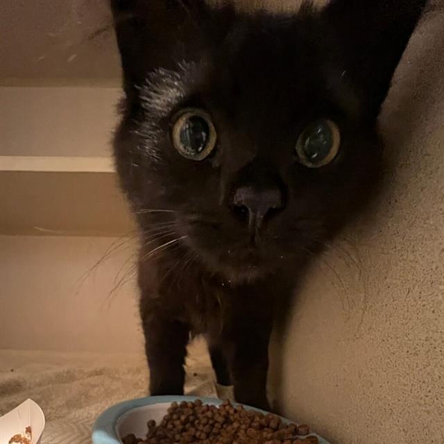 adoptable Cat in Alameda, CA named MANDY