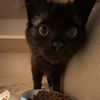 adoptable Cat in alameda, CA named MANDY