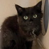 adoptable Cat in alameda, CA named MAGPIE