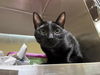 adoptable Cat in alameda, CA named SONG