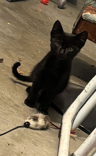 adoptable Cat in Alameda, CA named MARBLES