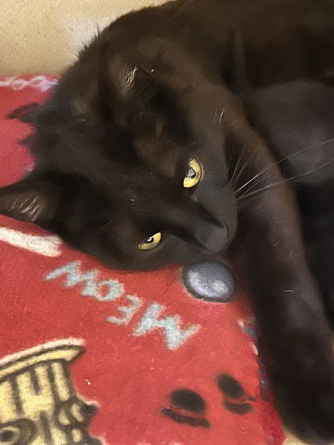 adoptable Cat in Alameda, CA named SERENITY