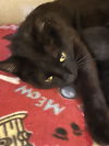 adoptable Cat in alameda, CA named SERENITY