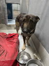 adoptable Dog in alameda, CA named DUSTY LUCILLE