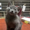 adoptable Cat in Alameda, CA named CAPTAIN